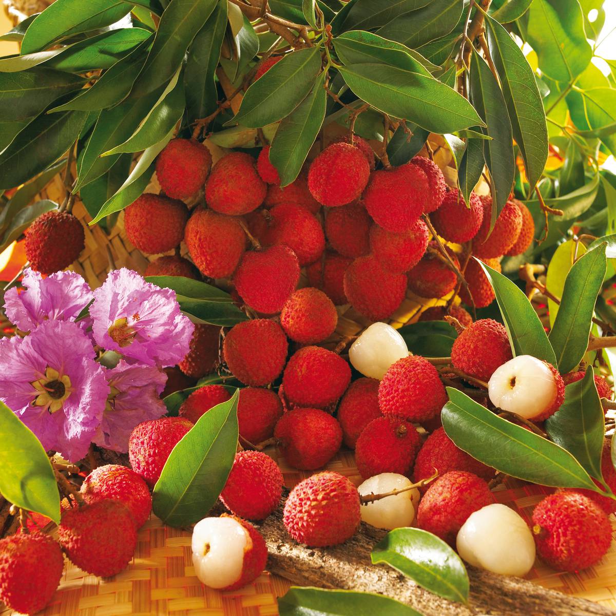 fruits21_letchis_-_credit_irt_-_studio_lumiere_dts_03_2016